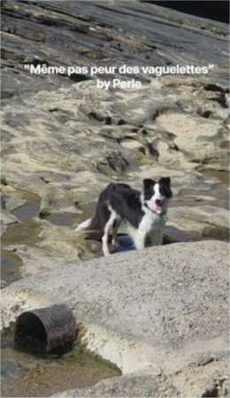 My border collie Perle