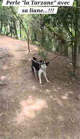 My border collie Perle