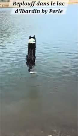 My border collie Perle